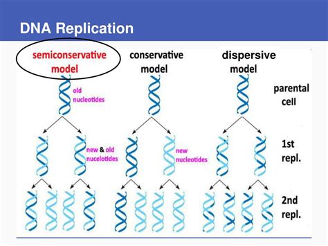 Ppt Dna Structure And Function Powerpoint Presentation Free Download