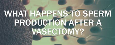 What Happens To Sperm After A Vasectomy Mens Pharmacy Blog