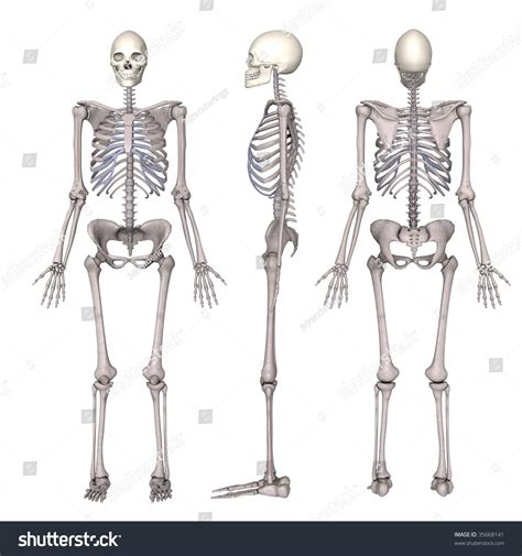 Female Skeleton Stock Photo 35668141 Shutterstock