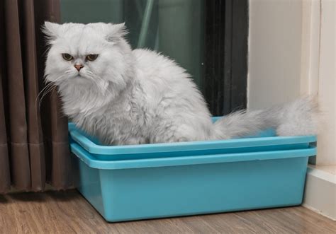 This prevents odors from developing in the first place and a basic filling of cats' best can stay in the litter box for several weeks before a complete change is necessary. Best Cat Litter For Odor Control 2020: A Well-made List Of ...