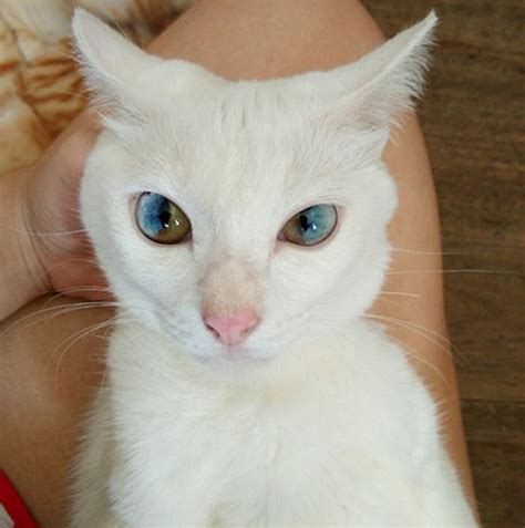 A look at a cat's eyes, including how the cat sees so well in the dark, why cats have elliptical pupils, different eye colours and common ocular disorders. This Cat's Eyes Have A Whole Universe Inside | Bored Panda