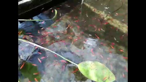 Santa Claus Swordtails Fish Xiphophorus Swimming In Pond 剑尾鱼スウィールテールズ