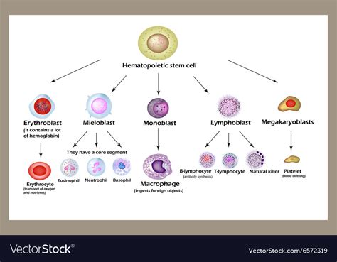 Stem Cell The Development Of Red Blood Cells Vector Image