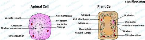 Difference Between Animal Cells And Plant Cells