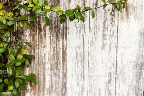 Download these wood rustic background or photos and you can use them for many purposes, such as banner, wallpaper, poster background as well as powerpoint background and website background. Rustic Wood Framed By A Green Leaf Vine Background Stock ...