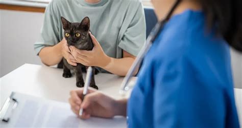 Is Your Cat Sick Recognizing The Signs Of Illness In Cats L Urgentvet