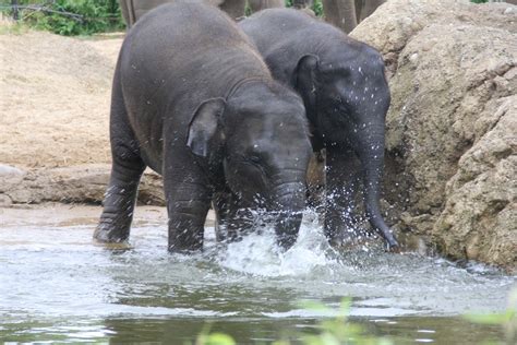 Young Elephants Playing In The Water Young Elephants Playi Flickr