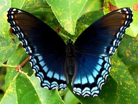 Black And Blue Butterfly Limenitis Arthemis Chuck Wilkins Flickr