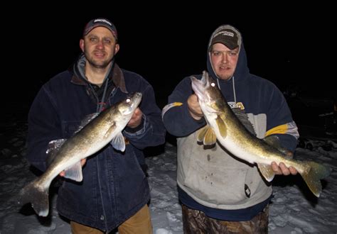 If fact, leech lake muskie's are genetically pure and the leech lake strain of spotted muskie has been stocked throughout minnesota. Fish | Leech Lake Chamber of Commerce | Walker MN