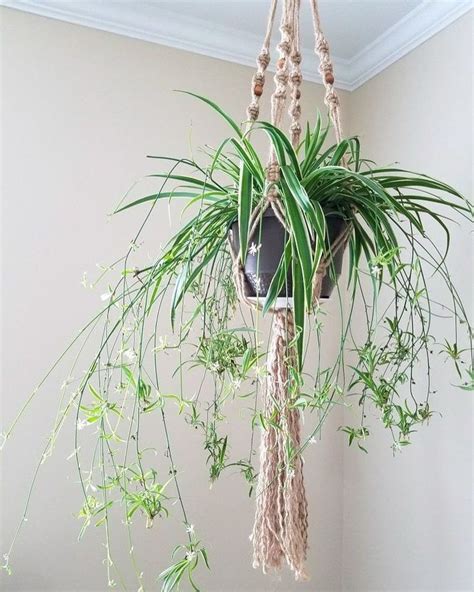 Fine Beautiful Spider Plant Hanger Large Flower Basket Galvanized Metal