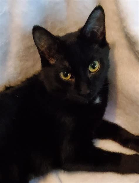 Cat adoption in Champaign, IL 61820: Domestic Short Hair (short coat