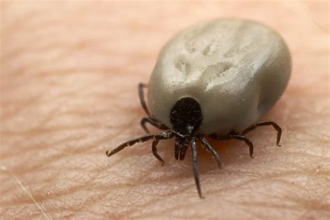 Lyme Disease Experts And Sufferers Face Off To Debate Existence Of
