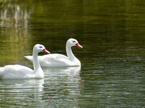 White Ducks Wallpapers Hd Download