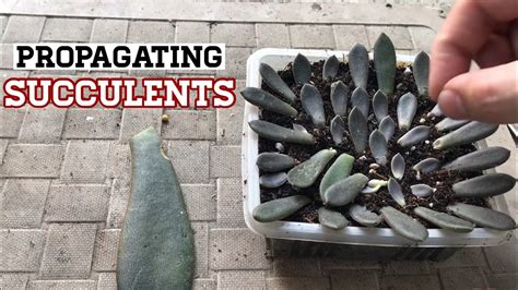 How To Propagate Succulents Leaves The Steps And Easy Way Jun20