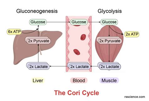 What Does The Cori Cycle Do Definition Steps And Importance Rs