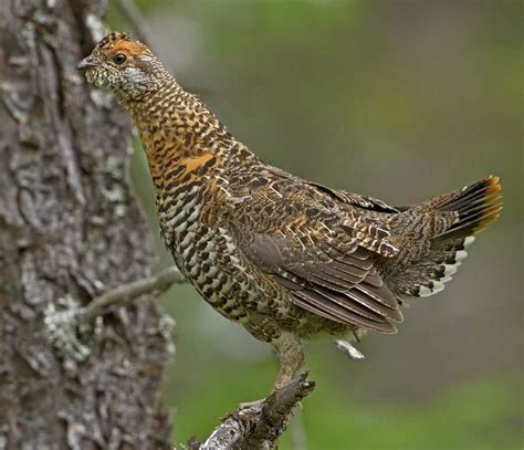 American Spruce Grouse Falcipennis Canadensis Online Photo Gallery