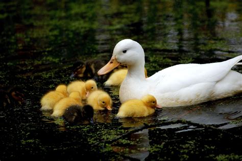 Then, scrub the surface with your hands and let the mixture spread thinly. Mom with Baby Duck Swimming | HD Wallpapers