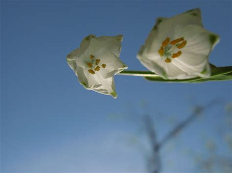 Free Images Blossom Sky White Flower Petal Summer High Flora