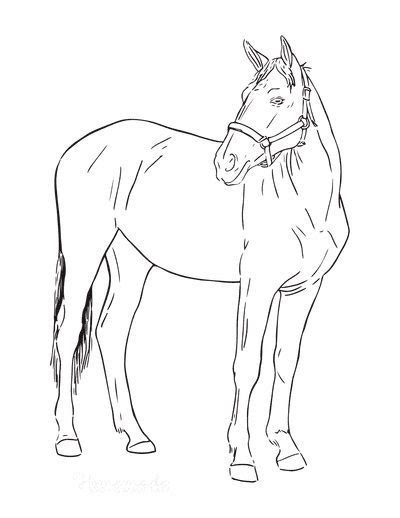 Realistic Horse Coloring Pages To Print And Book For Kids