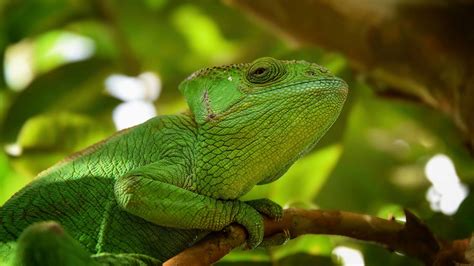 Download Wallpaper 1366x768 Iguana Reptile Lizard Blur Green Tablet