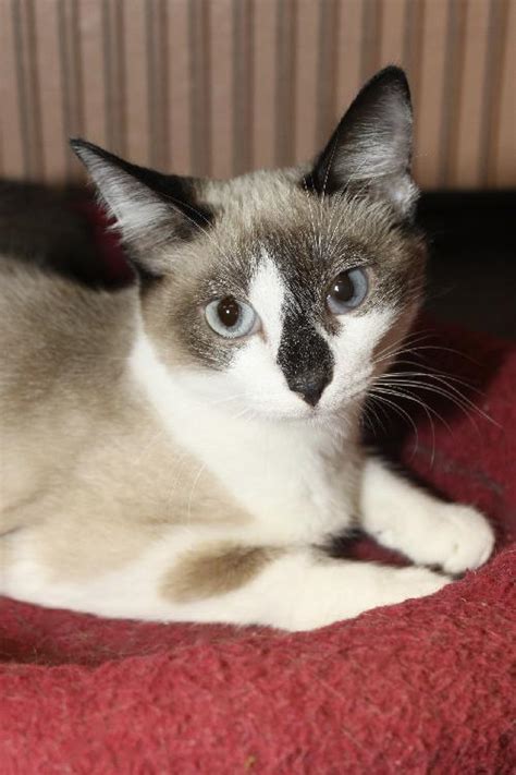 Buttons The Siamese Snowshoe Mix Kittens Web Page