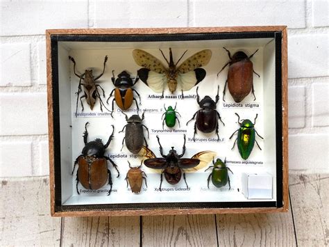 Insect Display Box Frame Display Case Bug Insect 4 Etsy