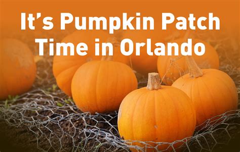 Orlando Hotel Suites Its Pumpkin Patch Time In Orlando Hawthorn