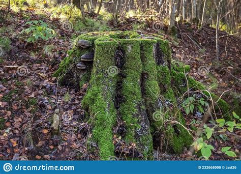 Mossy Tree Stump In The Forest A Stump Covered With Moss And Parasitic