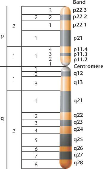Xchromosomehtml 1213 Xchromosome