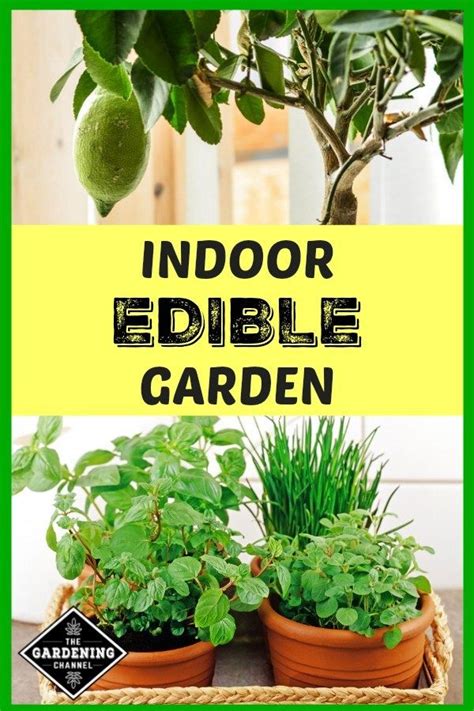 How To Grow An Indoor Edible Garden Gardening Channel Edible Garden