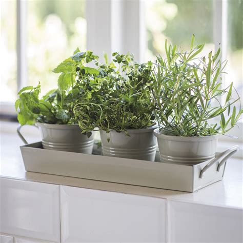 Garden Trading Set Of 3 Herb Pots On Tray Clay