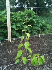 Kiwi vines are brittle so they should be kept out of strong winds. training my hardy kiwi (pic)
