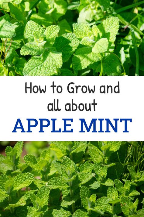 How To Plant And Grow Apple Mint Apple Mint Pineapple Mint Mint Plants