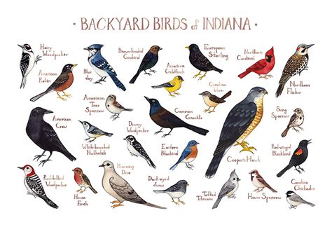 Indiana Backyard Birds Field Guide Art Print Watercolor Etsy