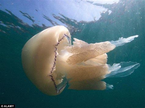 Jellyfish With Tentacles The Length Of Five London Buses Spotted In Uk