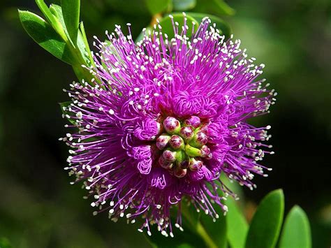 Filebeautiful Purple Flower