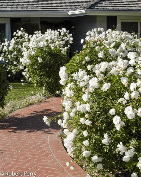 White Shrub Rose Waterwise Garden Planner