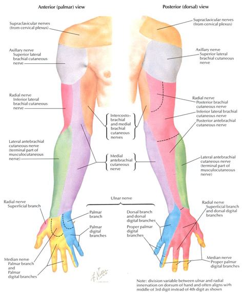 Dermatomes Of Upper Limb And Segmental Nerve Function Anatomy Note