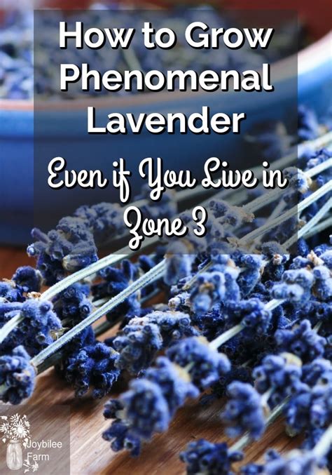 How To Grow Phenomenal Lavender Even If You Live In Zone 3 Joybilee
