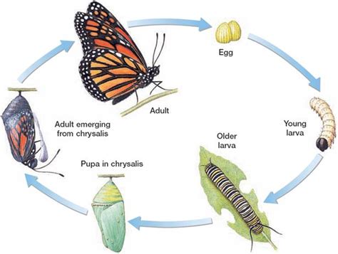 Insect Metamorphosis Worksheet
