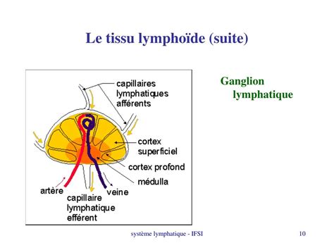 Ppt Système Lymphatique Powerpoint Presentation Free Download Id