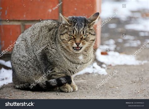 Angry Tabby Cat Meowing While Sitting Stock Photo 2234495623 Shutterstock