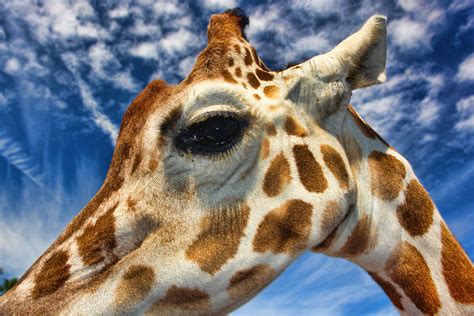 Giraffe Eye Tim Mills Flickr
