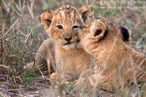 Heartwarming Sighting Of Lion Cubs And Porcupettes
