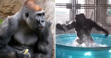 This Incredible Video Of A Gorilla Dancing And Splashing Around Is A