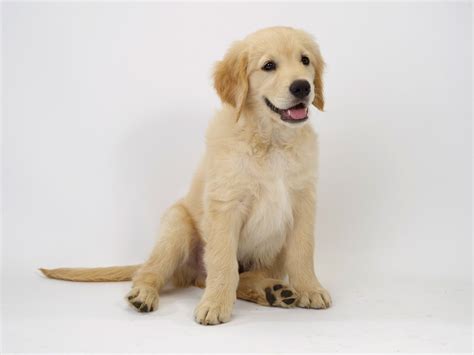 Cute Golden Retriever Puppies Pictures ~ Blog Of Cute Puppies Pictures