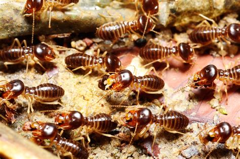 Pick a pest from the chart below to get started: Termites Active in Keilor | Pest Control Empire