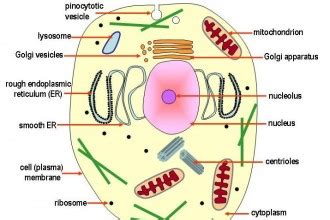 Does animal cells have a cell wall. animal cells do not have cell walls : Biological Science ...