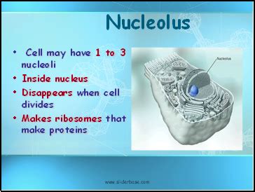 Cell biology (also cellular biology or cytology) is a branch of biology that studies the structure, function and behavior of cells. Nucleolus