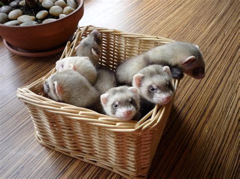A Basket Of Baby Ferrets Baby Ferrets Cute Ferrets Pet Ferret